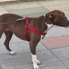 pitbull aa 1957340 sDtF3k