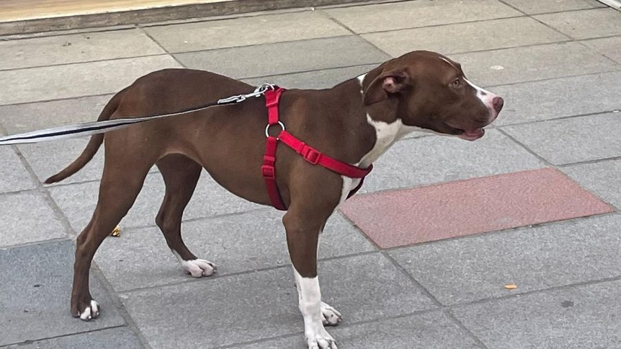 pitbull aa 1957340 sDtF3k