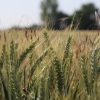 edirne bugday aa 2055166 1z76kT