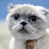 kedi yulaf a 2236138 qeGDnf