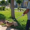 kopek dha 2239780 gfEqEF