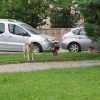 kopek saldirisi iha 2240347 wFKSmi
