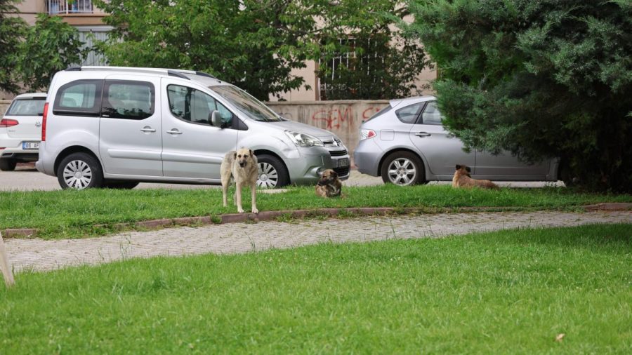 kopek saldirisi iha 2240347 wFKSmi