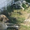 kopekler aa 2239178 e2IDJd