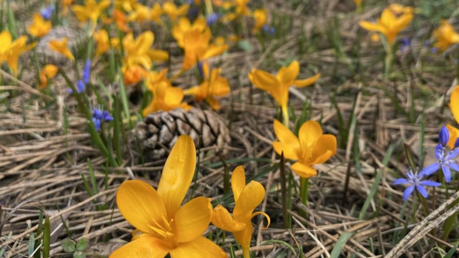 crocus cigdemiae erol aa 2264429 mOpwDx