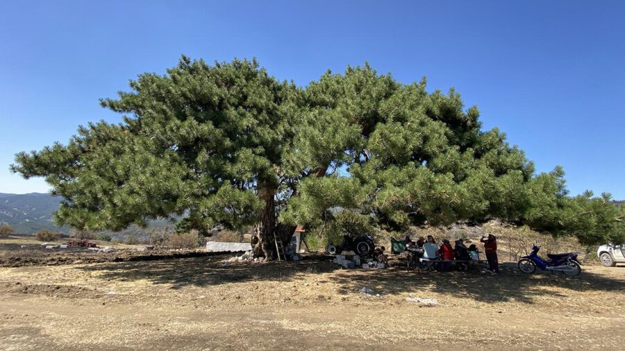 Asırlık ağaç köylülerin aldığı önlemle yanmaktan kurtarıldı yangindan kurtarilan agac aa 2270914 fjnM7v