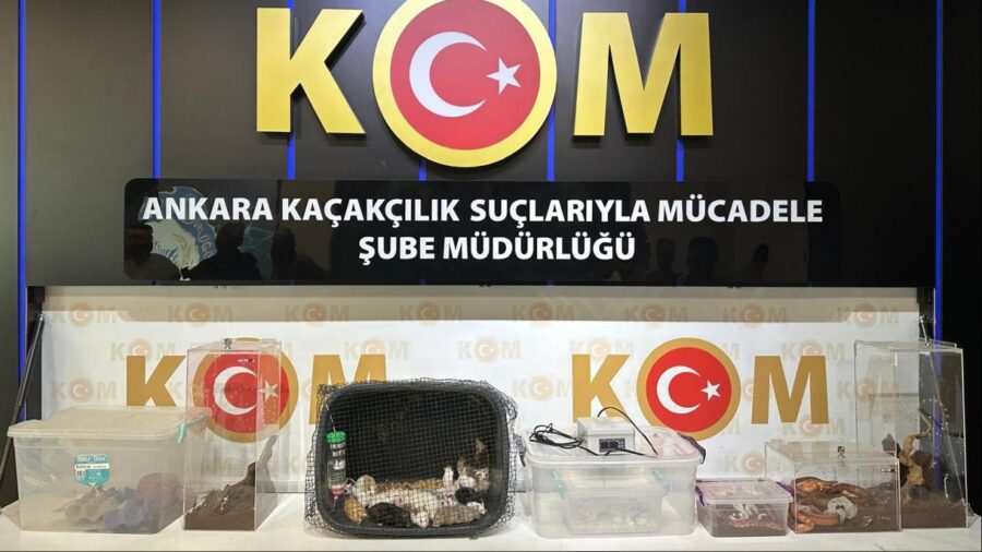 egzotik hayvan 2363395 RU5jtS