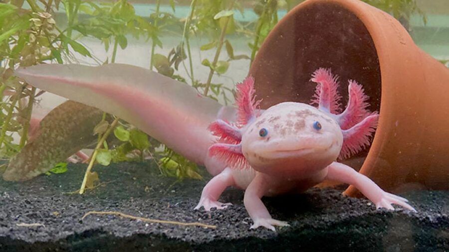 axolotls 2372452 i1BzvQ