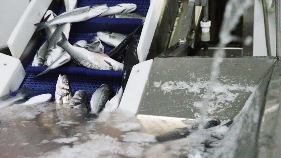 İklim değişikliği ve gürültü balıklarda üremeyi etkiliyor balik yetistiriciligi aa 2296644 qeTOrs