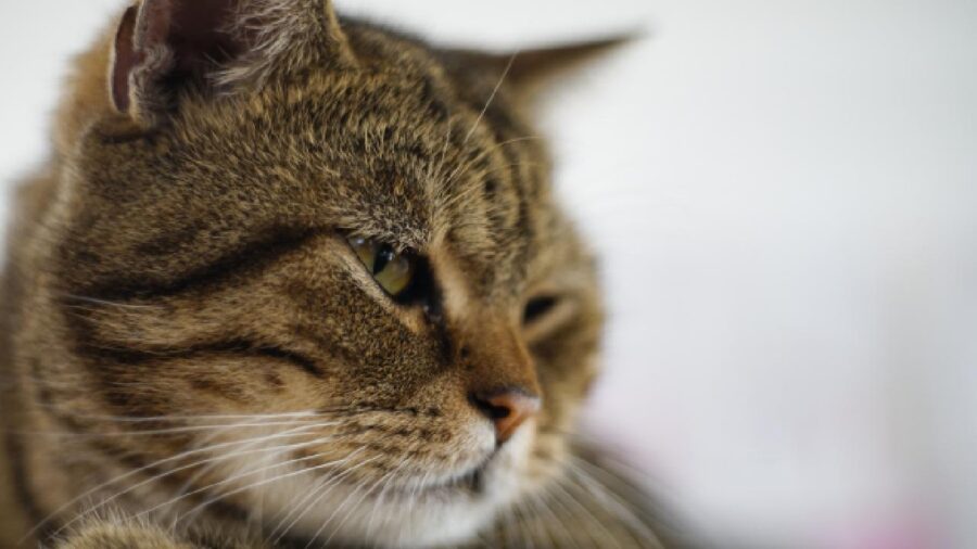 kedi 1539739 08ysLb