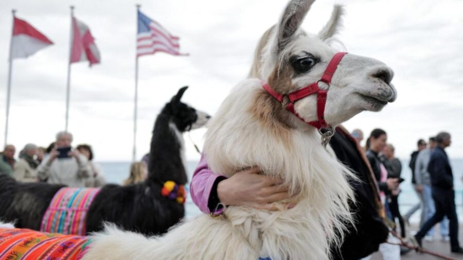 lama afp 2384729 VMRk7I