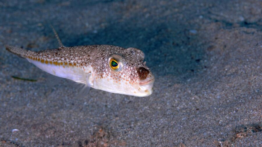 Balon balığı avcılığında destek miktarı artırıldı balon baligi dha 1915516 vJoYEG