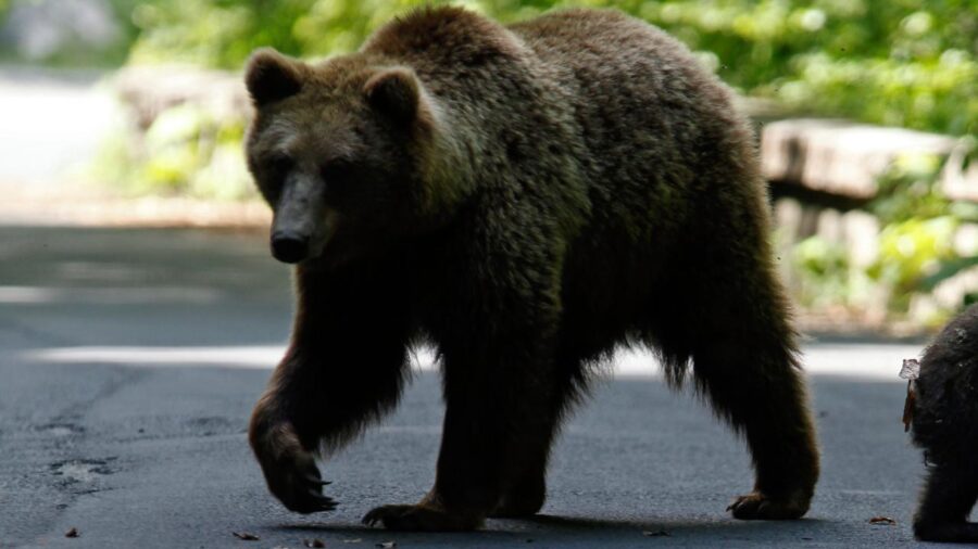 ayi bear reuters 2401703 ms4KLO