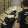 Ekipler kaçakçılığa göz açtırmıyor: 51 milyon makaron yakalandı gumruk muhafaza stok 2131043 G9YzIX