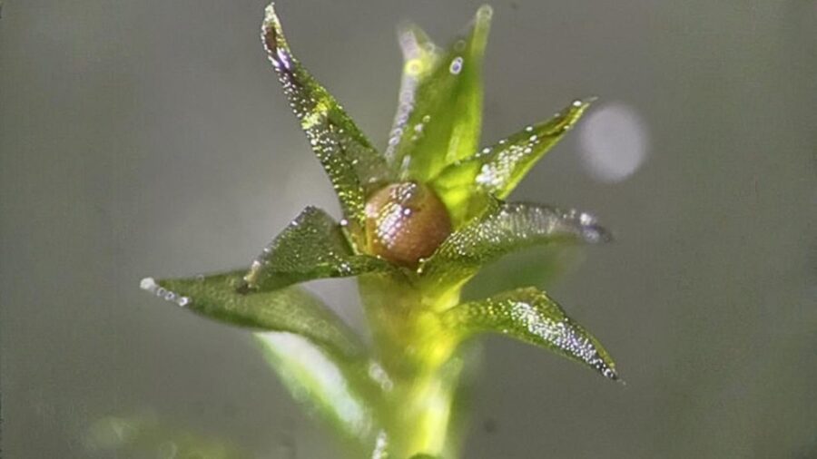 Yosun tohumları 9 ay boyunca uzay boşluğuna dayandı yosun tohumu 2418468 RUegYz